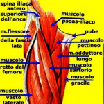 pettineo