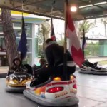 Questa la Story postata su Instagram da Acerbi, dove gioca alle macchinine a scontro.